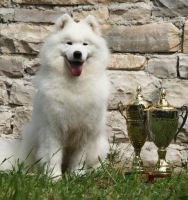 Samojed Belyi Volk Happy History