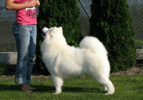 Samojed Belyi Volk Happy History