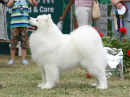 Samojed Kalaska Aussie Idol