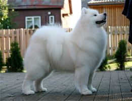 Samojed Kalaska Aussie Idol