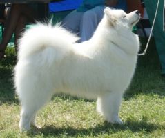 Samojed ATHENA´S  MAGIC  CARPATHIAN  WHITE  SMILE  