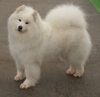 Samojed ATHENA´S  MAGIC  CARPATHIAN  WHITE  SMILE  