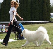 Samojed ATHENA´S  MAGIC  CARPATHIAN  WHITE  SMILE  