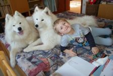 Samojed Carpathian White Smile