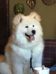 Samojed Easy to Love Carpathian White Smile