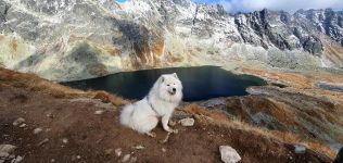 Samoyed Echo of Siberia Carpathian White Smile