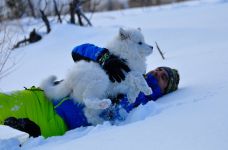 Samoyed Echo of Siberia Carpathian White Smile