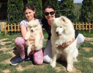 Samojed In The Name Of Love  Carpathian white smile 