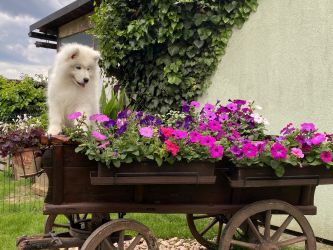 Samojed In The Name Of Love  Carpathian white smile 