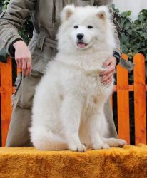 Samojed In The Name Of Love  Carpathian white smile 