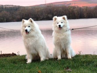 Samojed In The Name Of Love  Carpathian white smile 