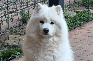 Samoyed Odysea Carpathian White Smile