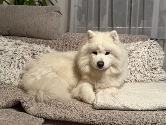 Samoyed Odysea Carpathian White Smile