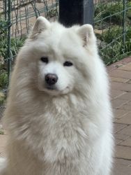 Samoyed Odysea Carpathian White Smile