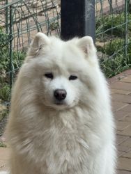 Samoyed Odysea Carpathian White Smile