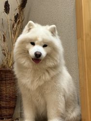 Samoyed Odysea Carpathian White Smile