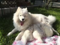 Samojed šteniatka