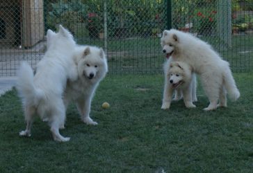 Samojed Carpathian White Smile