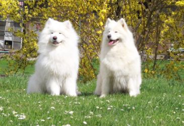 Samojed šteniatka