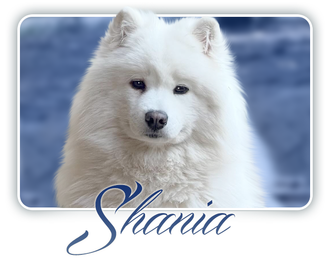 Samoyed Odysea Carpathian  White  Smile