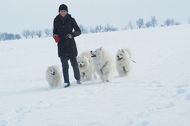 Samojed Carpathian White Smile