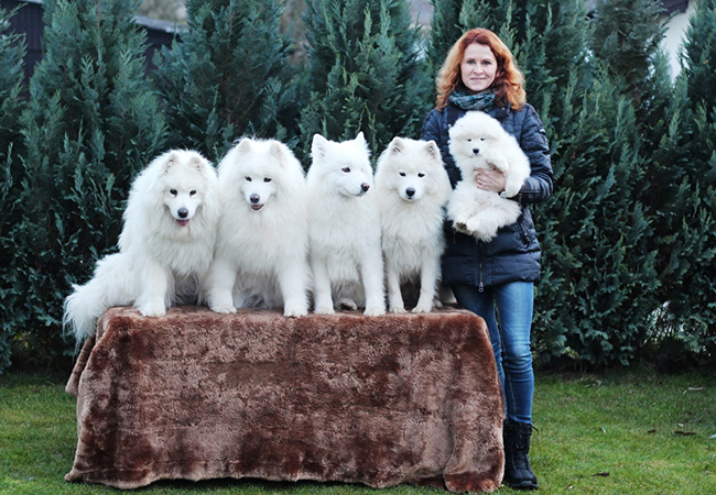 Samojed Carpathian White Smile