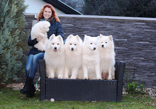 Samojed Carpathian White Smile