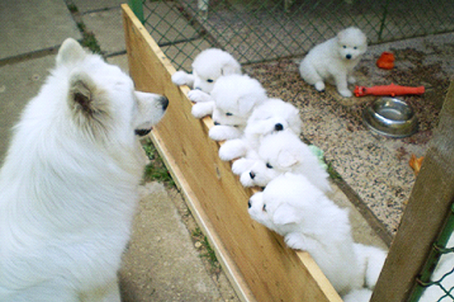 Samojed Carpathian White Smile