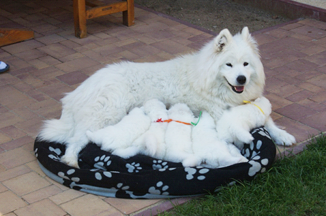 Samojed Carpathian White Smile