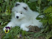 Samojed Carpathian White Smile