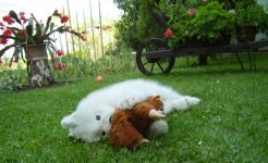 Samojed Carpathian White Smile