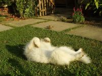 Samojed Carpathian White Smile