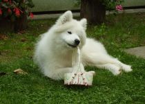 Samojed Carpathian White Smile