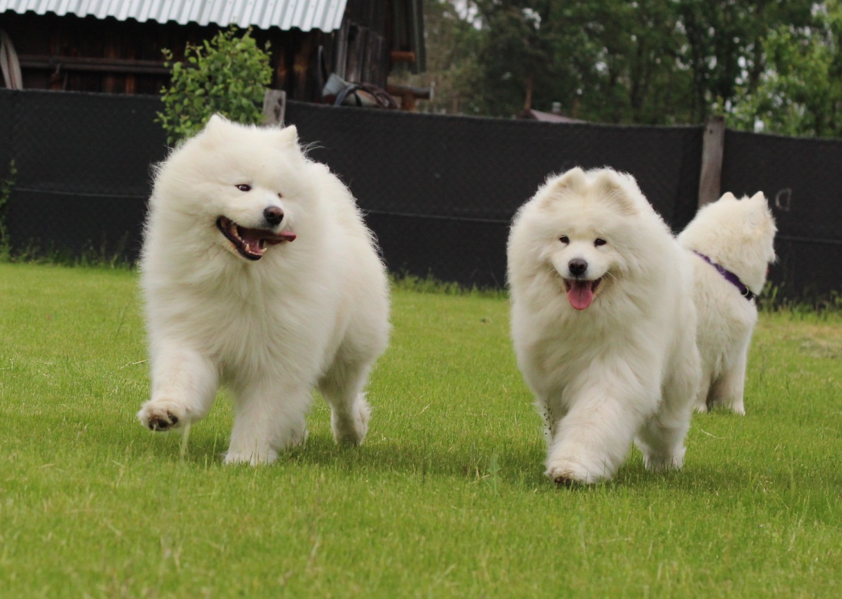 Samojed Carpathian White Smile