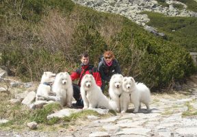 Samojed Carpathian White Smile