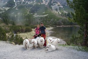 Samojed Carpathian White Smile