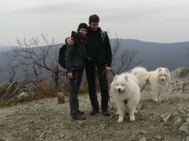 Samojed Carpathian White Smile