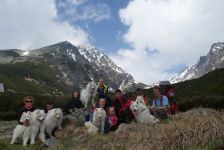 Samojed Carpathian White Smile