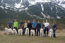 Samojed Carpathian White Smile