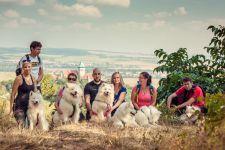 Samojed Carpathian White Smile