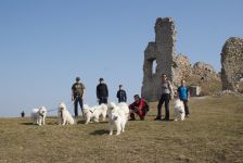 Samojed Carpathian White Smile