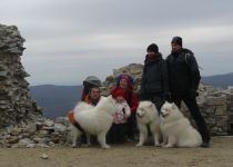 Samojed Carpathian White Smile