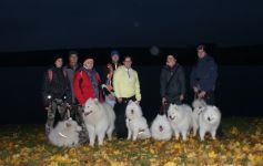 Samojed Carpathian White Smile