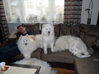 Samojed Carpathian White Smile