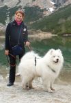 Samojed Carpathian White Smile