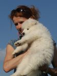 Samojed Carpathian White Smile