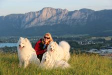 Samojed Carpathian White Smile