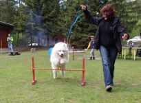 Samojed Carpathian White Smile