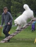 Samojed Carpathian White Smile