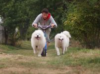 Samojed Carpathian White Smile